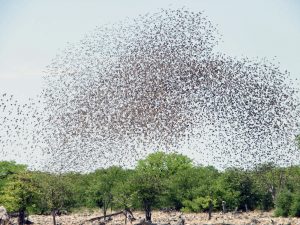 Locust Attack Spreads to 5 States- High alert from Delhi to Karnataka_5.1