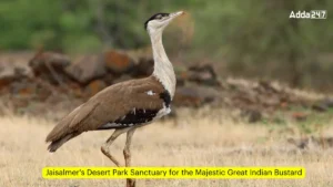 Jaisalmers-Desert-Park-Sanctuary-for-the-Majestic-Great-Indian-Bustard